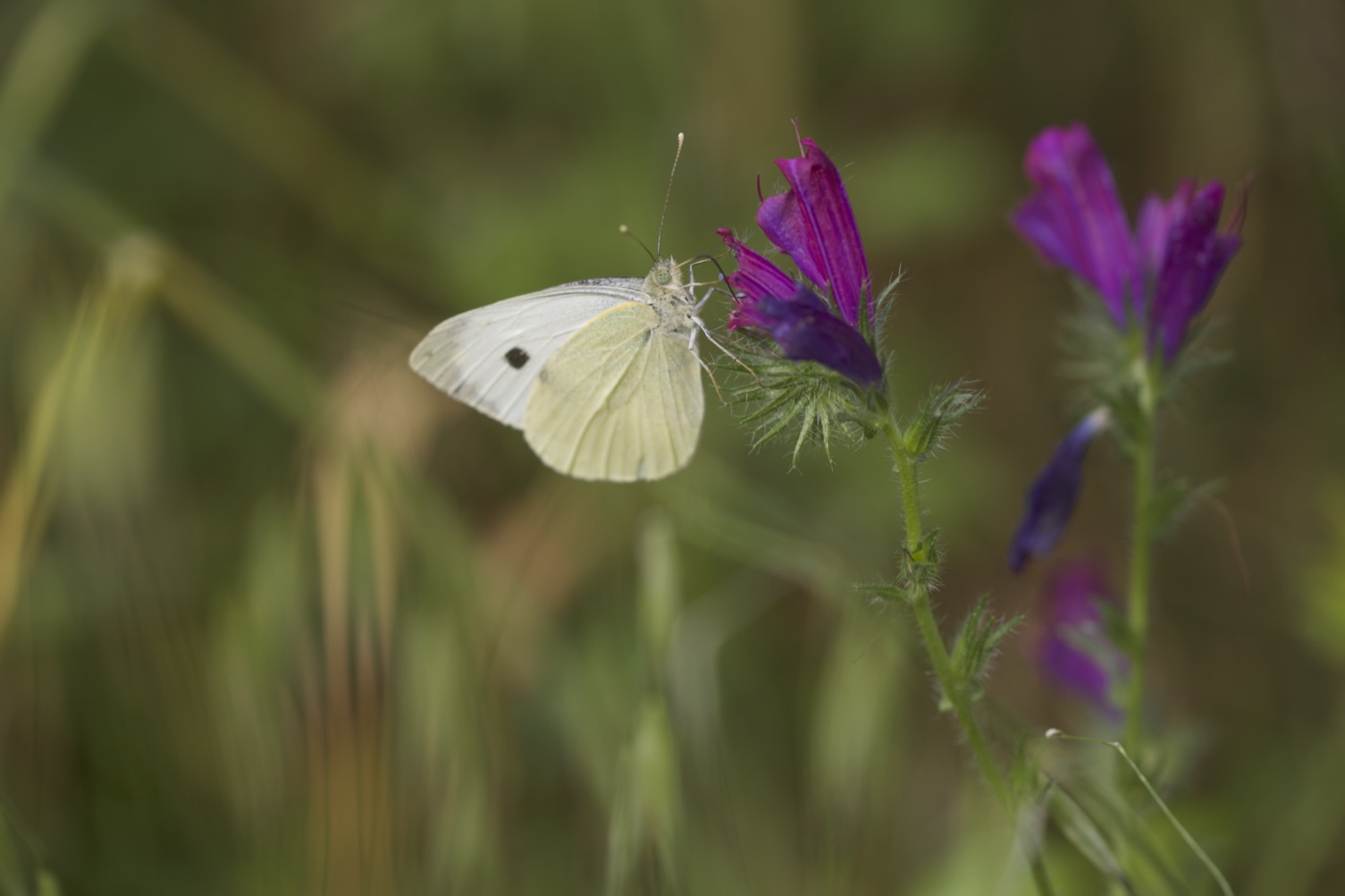 Macro photograph of a white butterfly resting on a wild pink flower against soft green grasses.